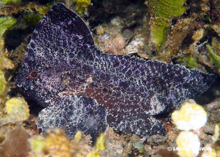 photo diving macro in Madagascar